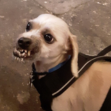 Entry image for Fletcher