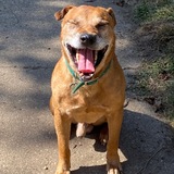 Entry image for Pogues