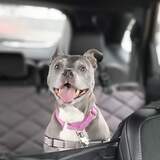 Entry image for Grey Potato 