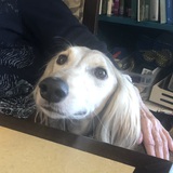 Entry image for Sabir