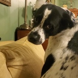 Entry image for Declan