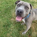 Entry image for Bebop