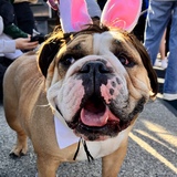 Entry image for Gumbo