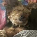 Entry image for Gypsey