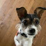 Entry image for Lily