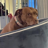 Entry image for Trixie