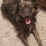 Entry image for Gypsy 