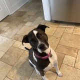 Entry image for Addie 