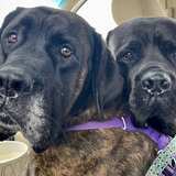 Entry image for Bronwyn and Cricket