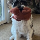 Entry image for Josie