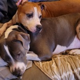 Entry image for Bugsy and Newt