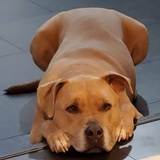 Entry image for Hugo