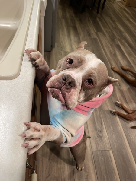 Entry image for Olive. Clicking this image will show a larger photo