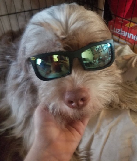 Entry image for Max . Clicking this image will show a larger photo