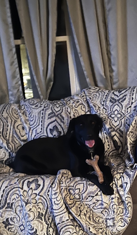 Entry image for Oreo. Clicking this image will show a larger photo