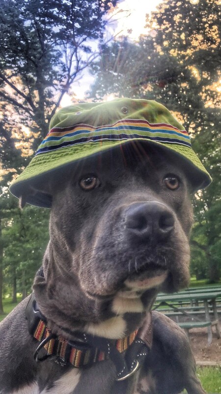 Entry image for Vincent. Clicking this image will show a larger photo