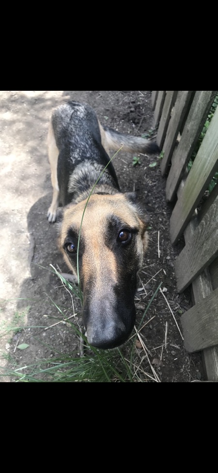 Entry image for Midge. Clicking this image will show a larger photo