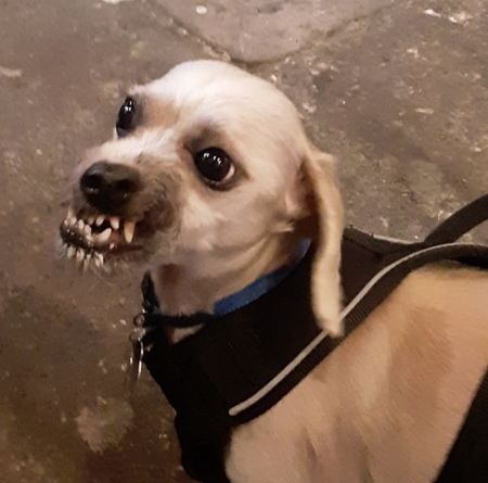 Entry image for Fletcher. Clicking this image will show a larger photo