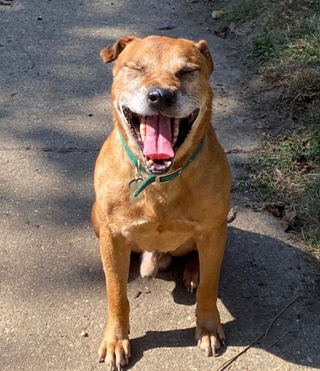 Entry image for Pogues. Clicking this image will show a larger photo