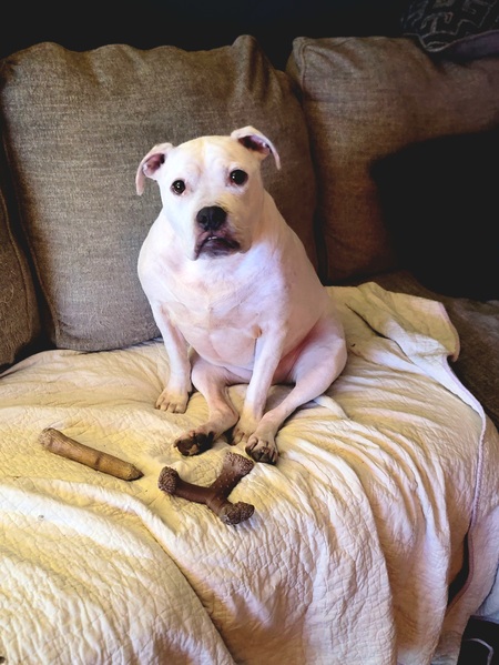 Entry image for Daisy. Clicking this image will show a larger photo