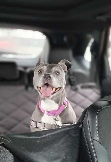 Entry image for Grey Potato . Clicking this image will show a larger photo