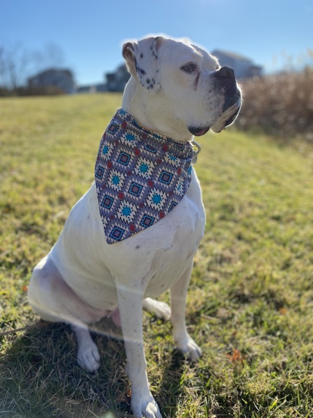 Entry image for Chloe. Clicking this image will show a larger photo