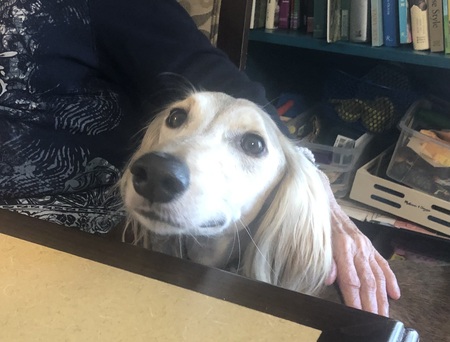 Entry image for Sabir. Clicking this image will show a larger photo