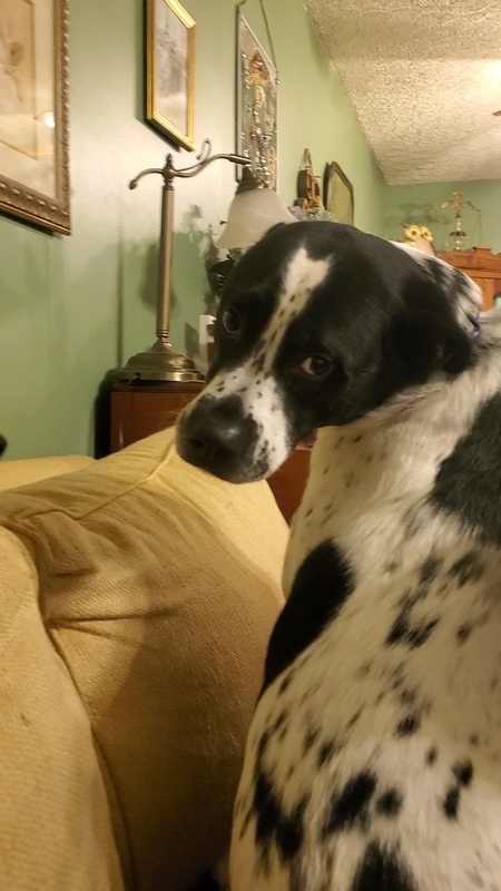 Entry image for Declan. Clicking this image will show a larger photo