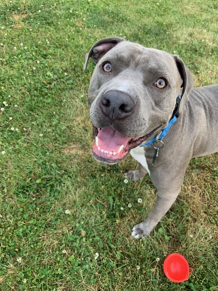 Entry image for Bebop. Clicking this image will show a larger photo