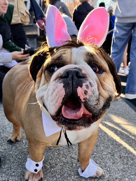 Entry image for Gumbo. Clicking this image will show a larger photo