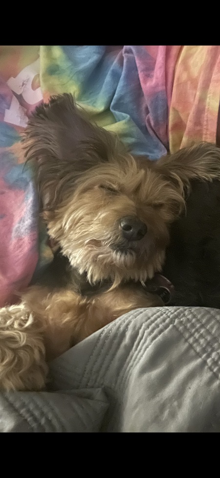 Entry image for Gypsey. Clicking this image will show a larger photo