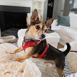 Entry image for Prince. Clicking this image will show a larger photo