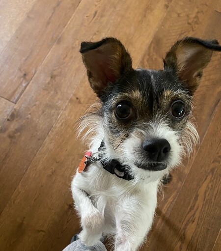 Entry image for Lily. Clicking this image will show a larger photo