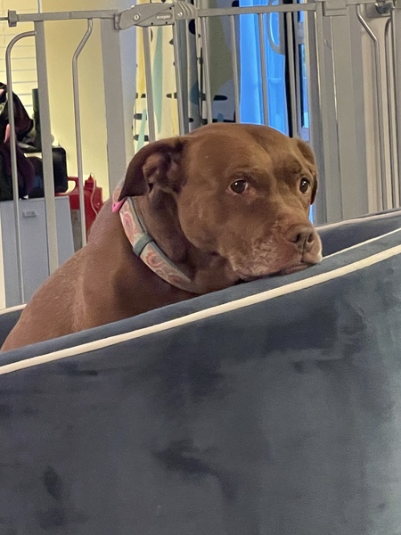 Entry image for Trixie. Clicking this image will show a larger photo