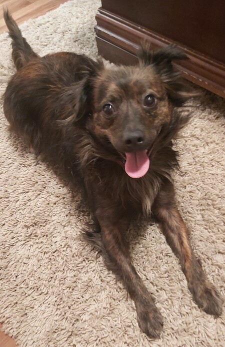 Entry image for Gypsy . Clicking this image will show a larger photo