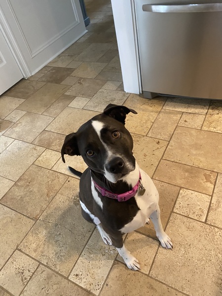 Entry image for Addie . Clicking this image will show a larger photo