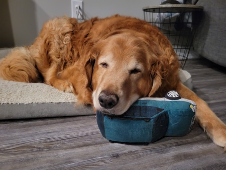 Entry image for Sawyer. Clicking this image will show a larger photo