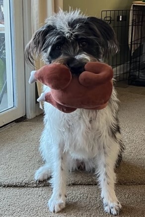 Entry image for Josie. Clicking this image will show a larger photo