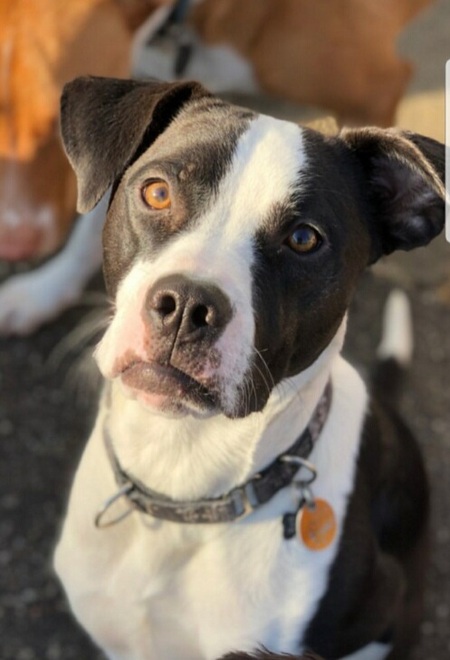 Entry image for Ike. Clicking this image will show a larger photo