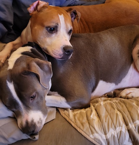 Entry image for Bugsy and Newt. Clicking this image will show a larger photo