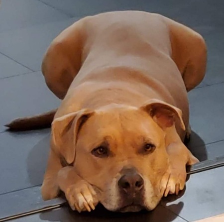 Entry image for Hugo. Clicking this image will show a larger photo