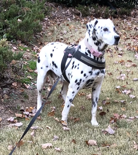 Maddie