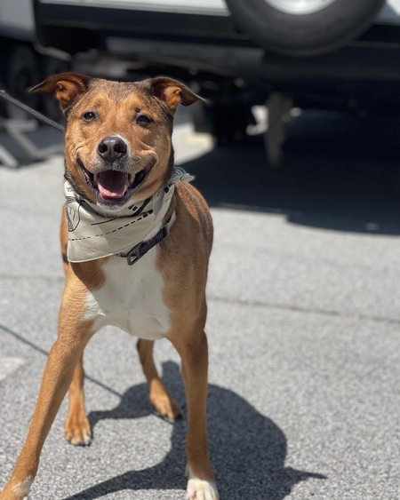 Archie 