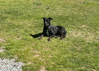 Rosalie 