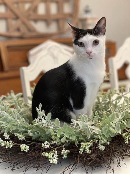 Pheobe