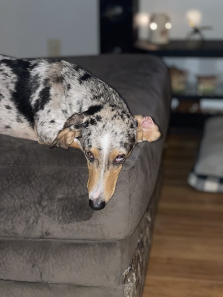 Hambone “Hammy”