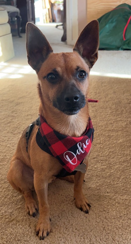 Odie
