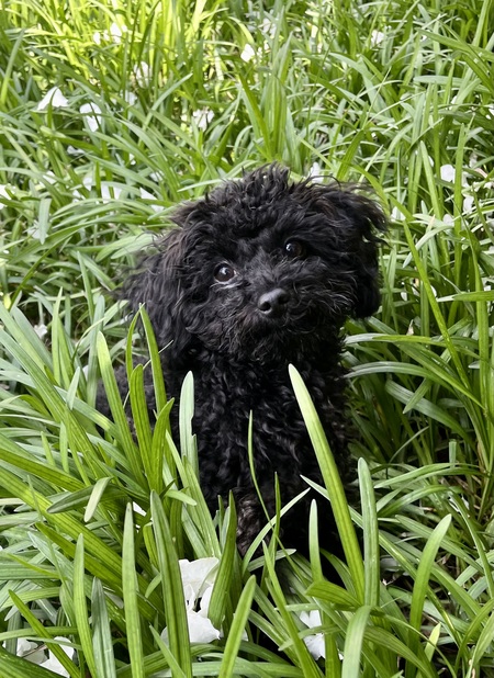 Ollie