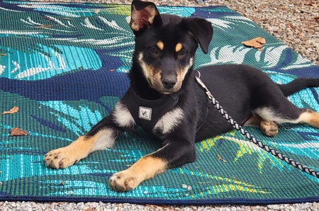 Remington