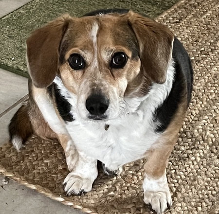 Maizey 